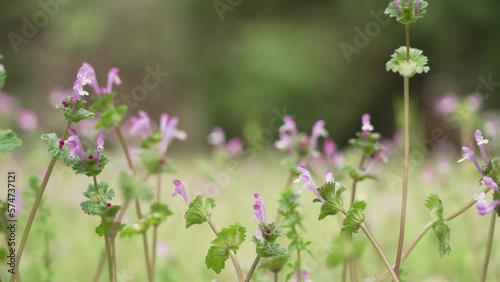 weeds 12