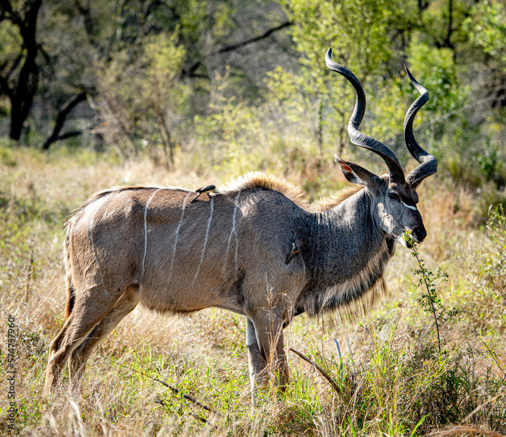Male Greater Kudu (Tragelaphus Strepsiceros) in the Kruger National Park, South Africa Male Greater Kudu (Tragelaphus Strepsiceros) in the Kruger National Park, South Africa