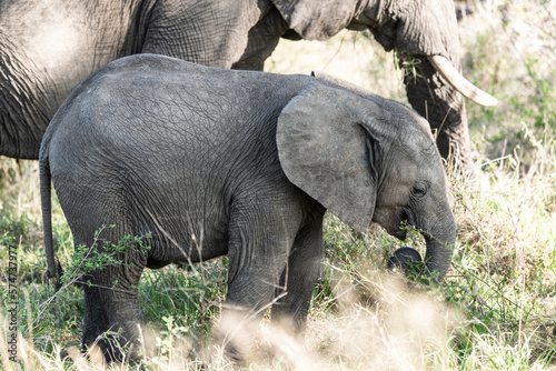 Baby Elephant (Loxodonta Africana) in Kruger National Park, South Africa