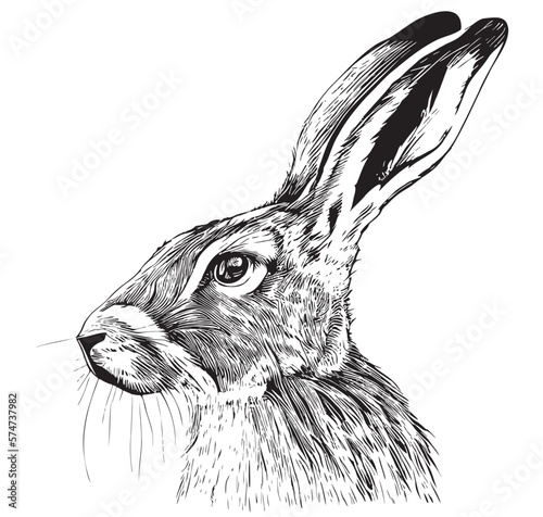 Portrait of a hare sketch hand drawn Vector illustrationwild animals