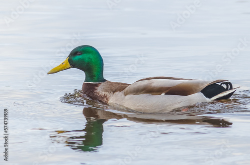 Mallard duck swimming in a pond - Anas platyrhynchos