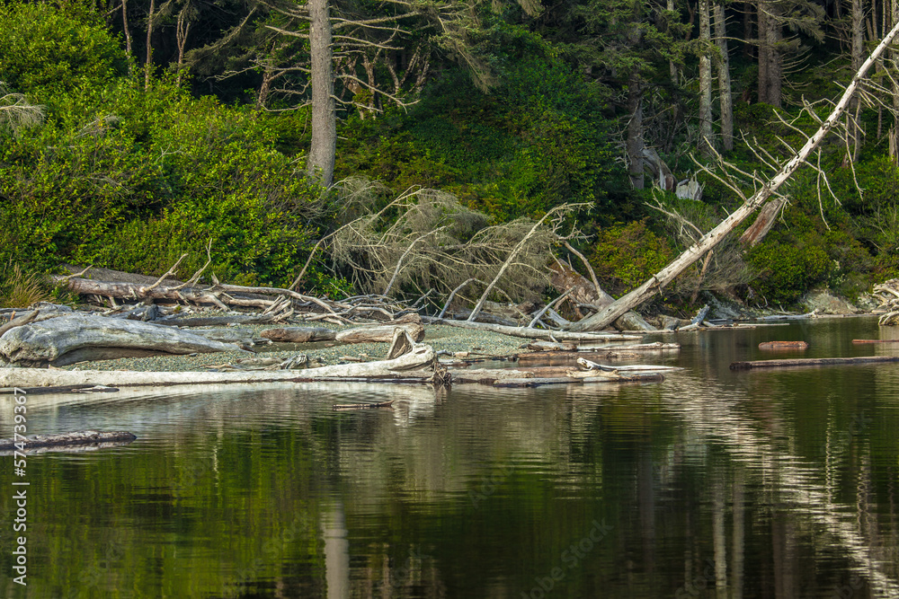 lake in the forest lake in the forest