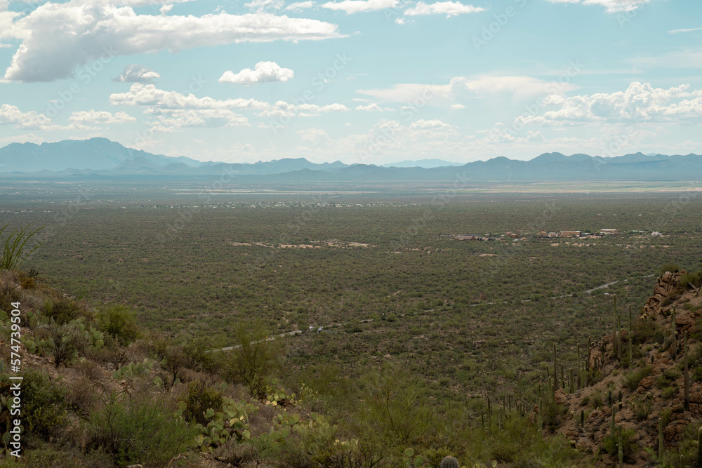 Cacti in Saguaro West National Park on a beautiful summer day Cacti in Saguaro West National Park on a beautiful summer day