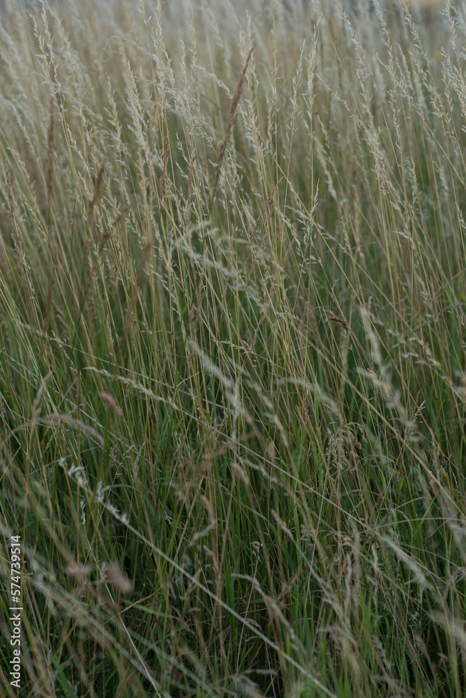 Fototapeta premium Green grass in the wind, field, close up.