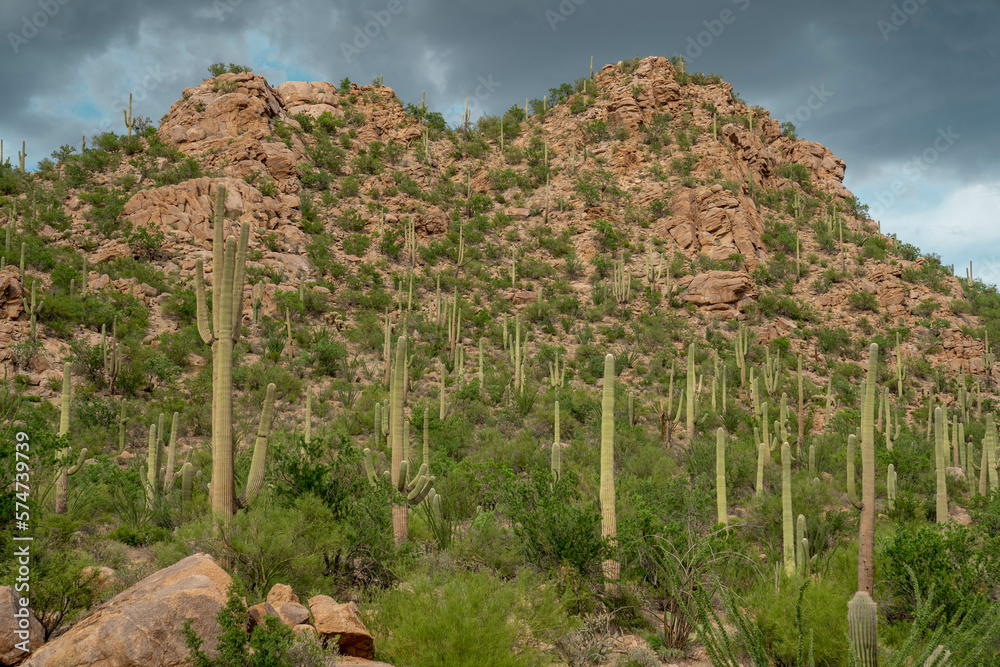 Fototapeta Cacti in Saguaro West National Park on a beautiful summer day