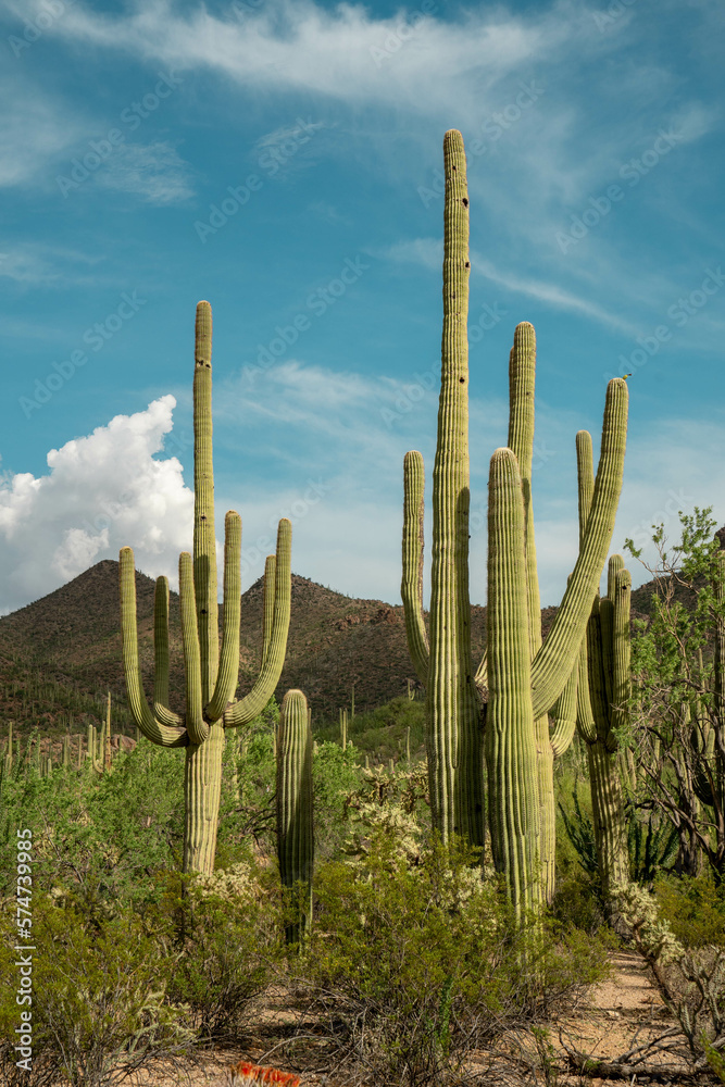 Cacti in Saguaro West National Park on a beautiful summer day
