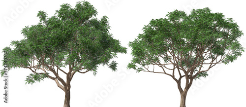 tree cedrach trees melia zedrach hq arch viz cutout
