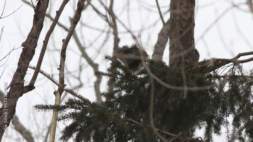 Durbec des sapins (Pinicola enucleator) en hiver, Québec, Canada