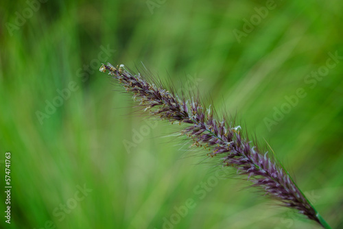 close-up photo of green grass with a very shallow depth of field