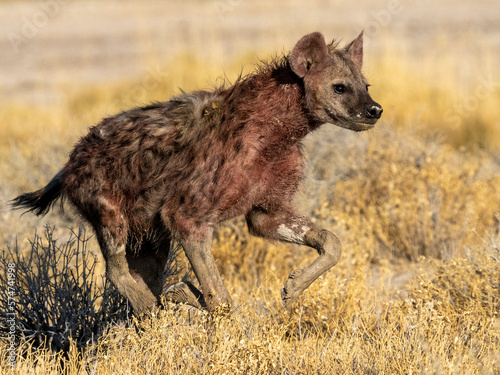 Spotted hyena running through savanna