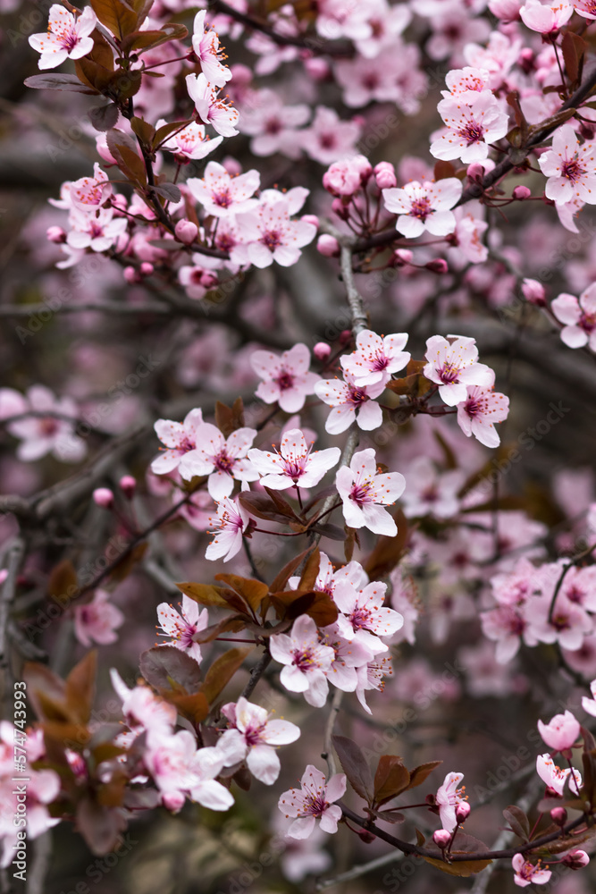 Pink cherry blossoms. Spring postcard