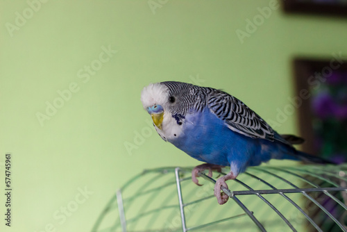 Budgerigar of blue color sits on a cage on a green background