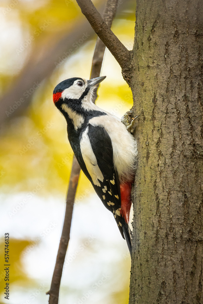 A young beautiful colored woodpecker is sitting on a tree close-up