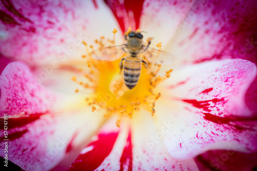 Bee collecting necter on white and red rose flower photo