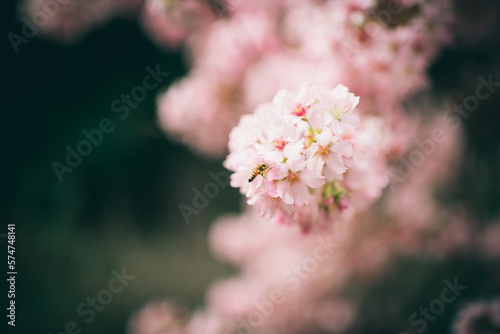 Bee collecting necter on cherry blossom flower photo