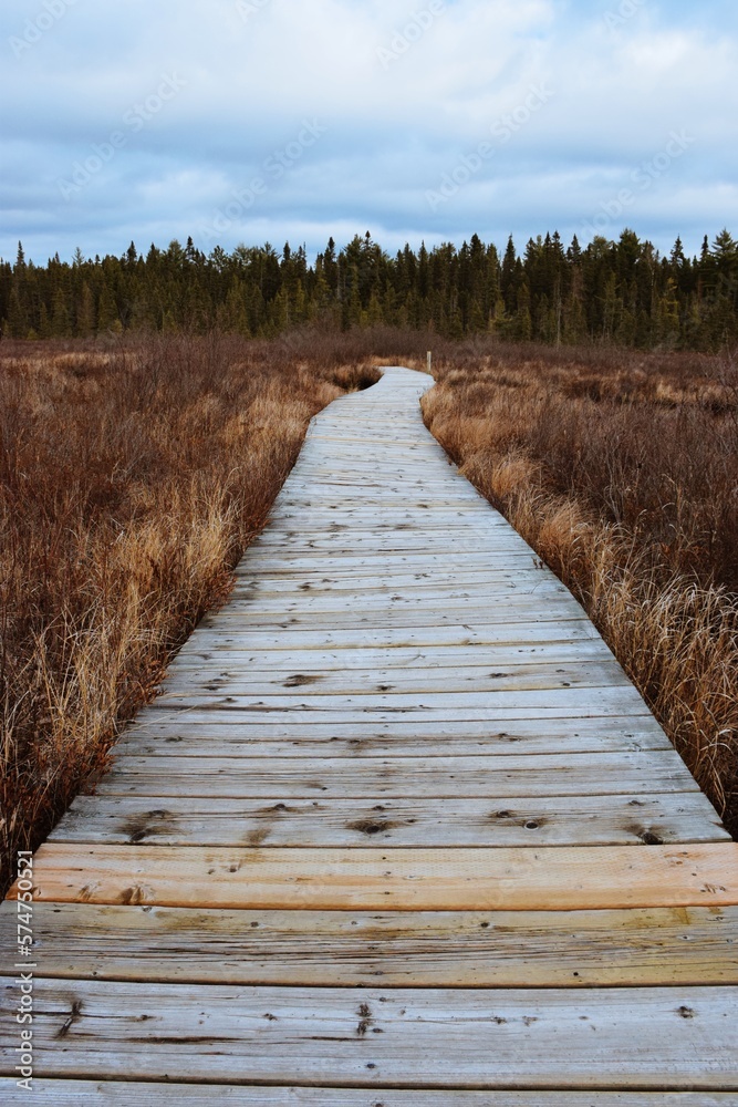 Obraz premium Wooden path in forest in Algonquin Park