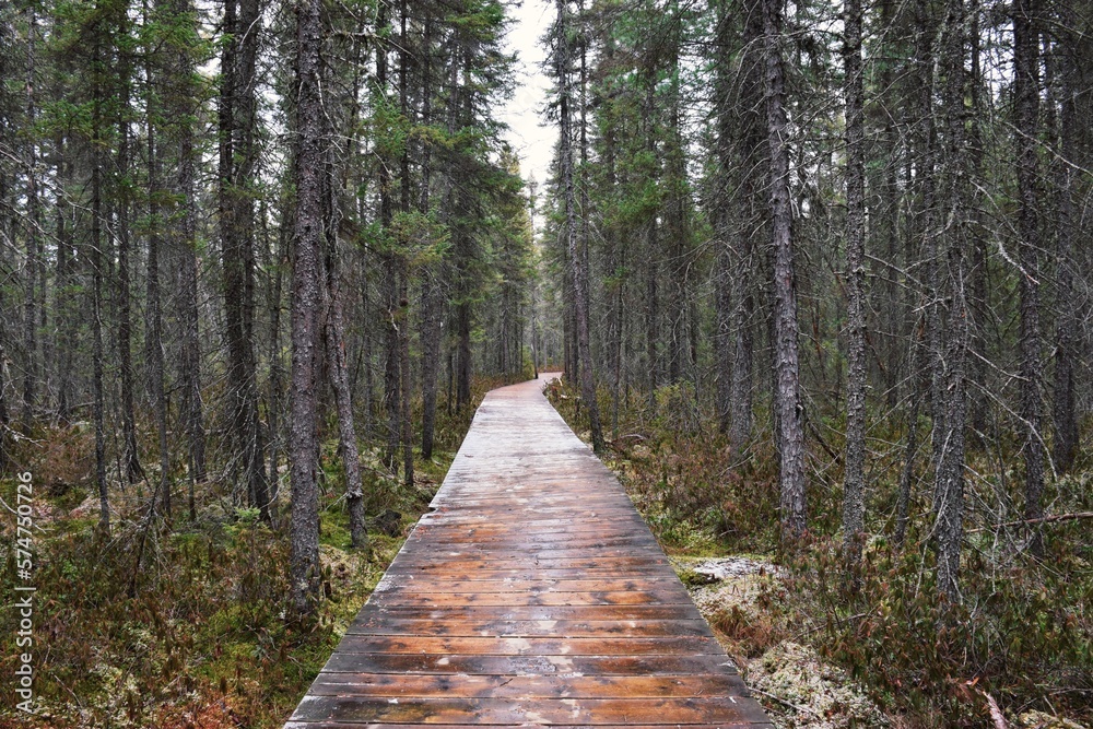 Obraz premium Wooden path in forest in Algonquin Park