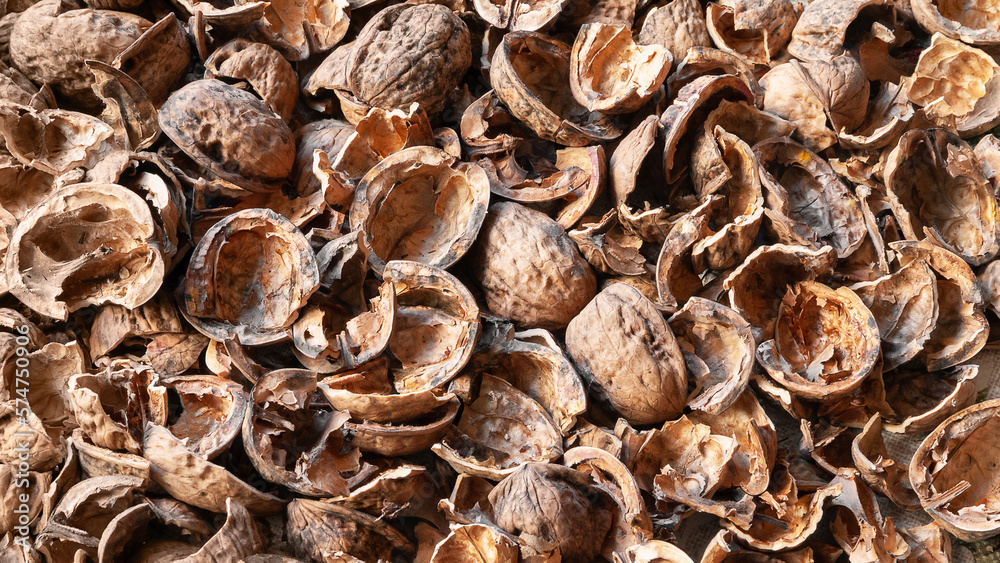 Nut shell. Empty walnut shell. Texture of nuts. Selective focus