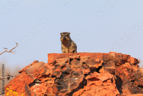 The rock hyrax in natural habitat in Waterberg Plateau National Park. Namibia. © Tomasz Wozniak