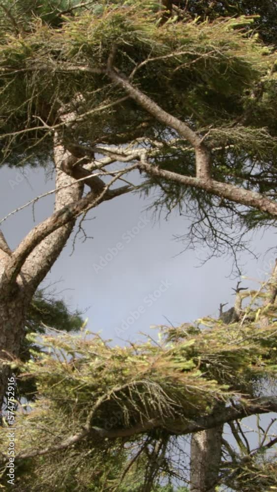Tall coniferous trees against a gray overcast sky. Vertical video. Tall coniferous trees against a gray overcast sky. Vertical video.