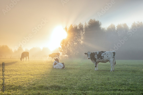 milk cows relaxing on sunny foggy pasture