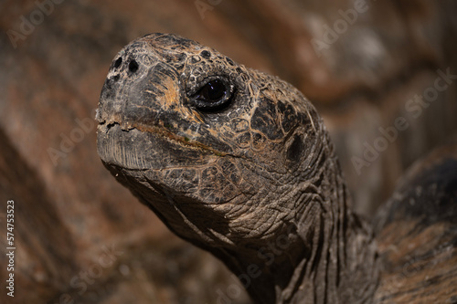 The face of a Galapagos Tortoise