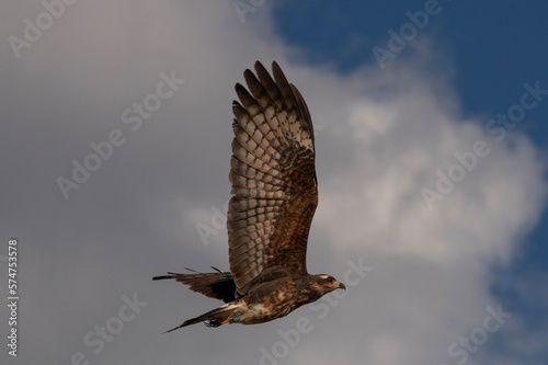 Snail Kite in Flight with cloudy sky photo