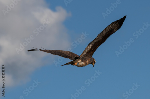 Snail Kite in Flight with cloudy sky