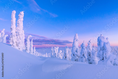Winter Snow Covered Trees Sunset
