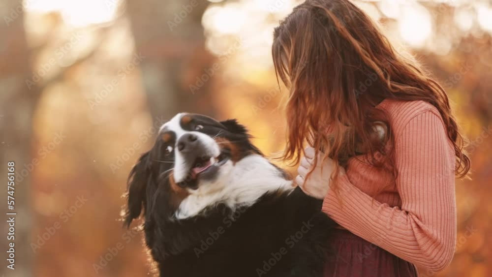 Close up portrait of Bernese Mountain Dog in autumn foliage with his owner Close up portrait of Bernese Mountain Dog in autumn foliage with his owner