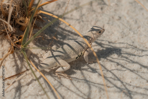 White lizard in White Sands National Park in New Mexico
