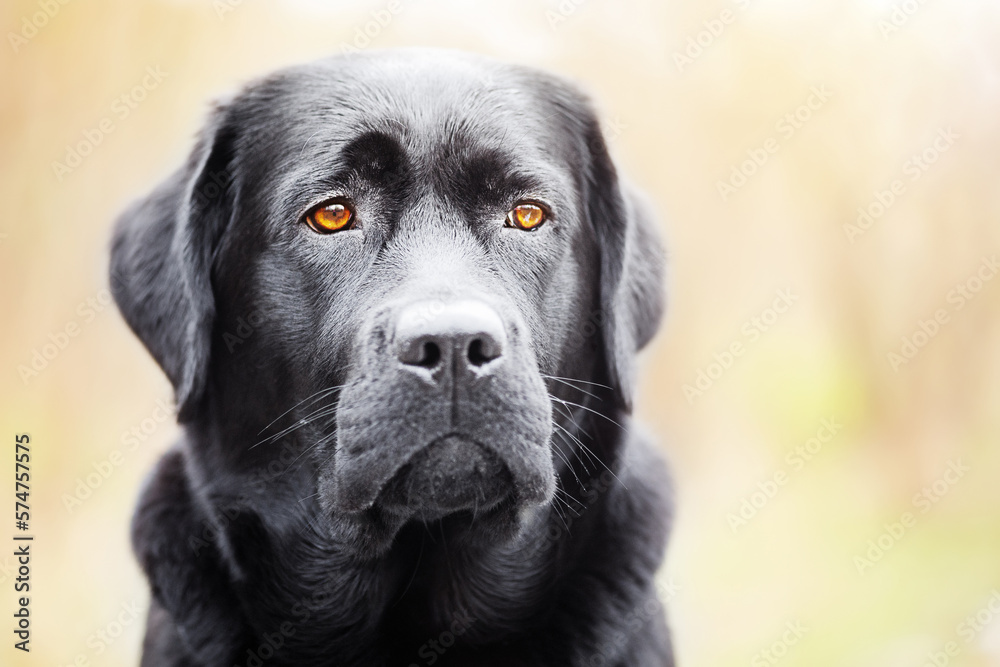 Portrait of a black labrador retriever. The young dog is one year old.
