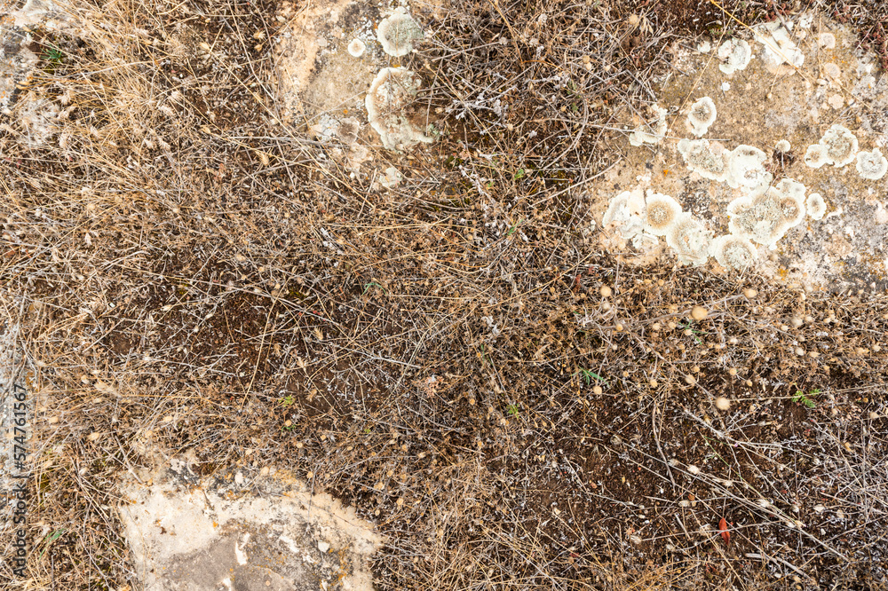 imagen detalle textura suelo de piedras cubiertas de hierbas secas imagen detalle textura suelo de piedras cubiertas de hierbas secas