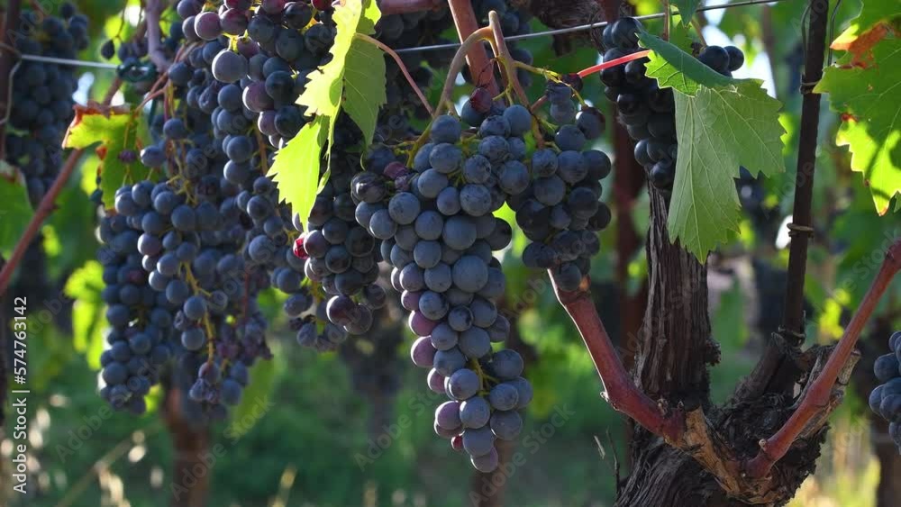 Beautiful bunches of black grapes on the vineyards just before the harvest. Chianti Classico area near Greve in Chianti. Tuscany, Italy