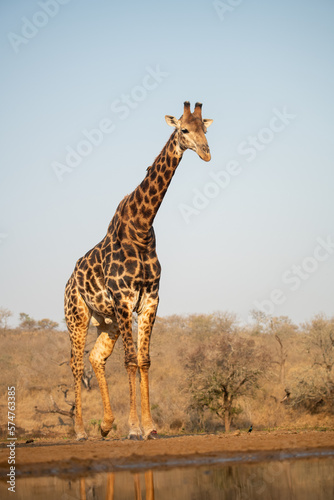 Giraffe reflected in water in South Africa