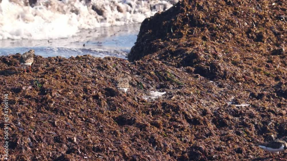 Birds eating on the beach while splashing water from the waves