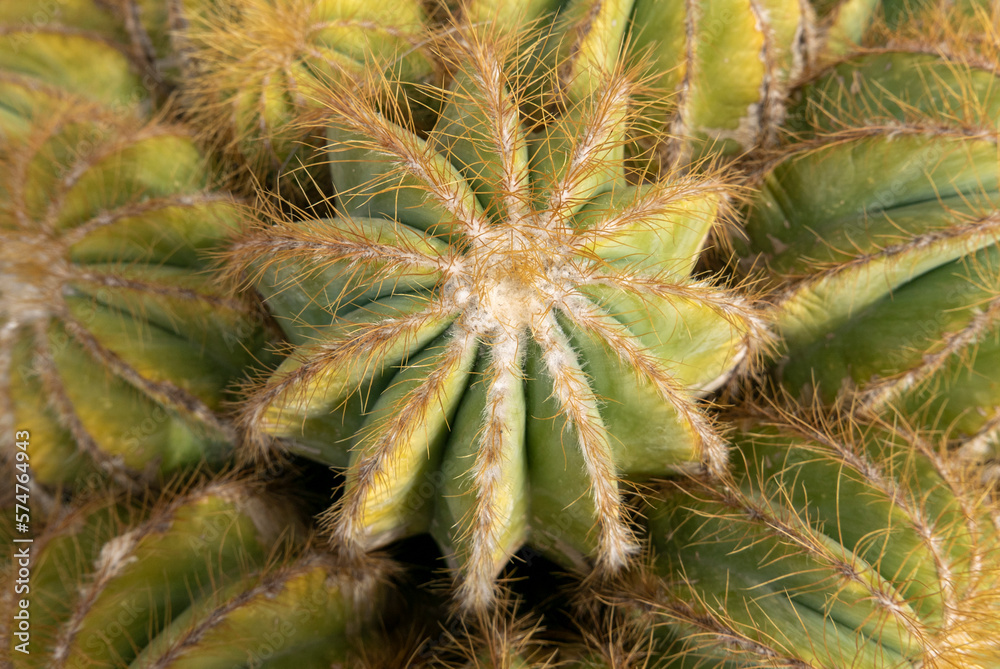 bellissima macro botanica di pianta grassa
bellissima macro botanica di pianta grassa