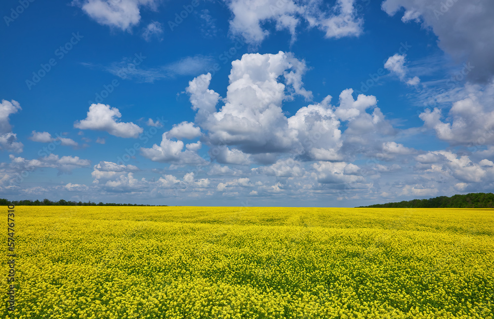 breathtaking view of rapeseed flowers growing in the field under a cloudy and sunny blue sky breathtaking view of rapeseed flowers growing in the field under a cloudy and sunny blue sky