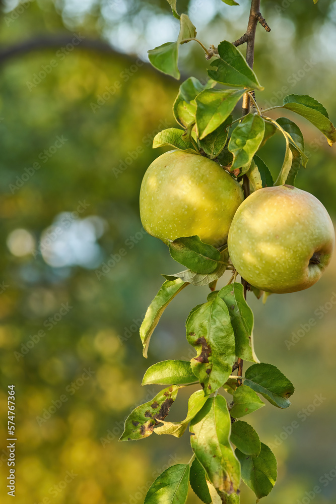 apples on a branch ready to be harvested, outdoors, selective focus apples on a branch ready to be harvested, outdoors, selective focus