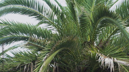 Closeup palm tree against blue sky. Palm tree at tropical coast