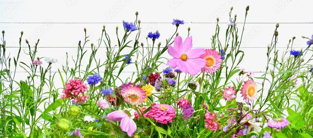 Blumenwiese mit Wildblumen - Sommer Blumen Wiese vor weißer Holzwand