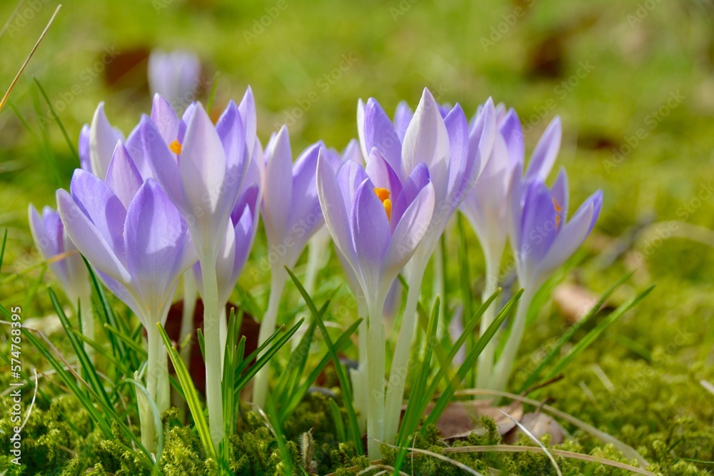 easter spring greeting card - purple crocus flowers - beautiful spring flower meadow easter spring greeting card - purple crocus flowers - beautiful spring flower meadow