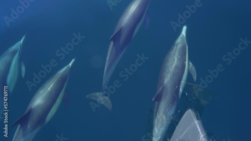 Wallpaper Mural Dolphins swimming playing by a sailing yacht boat on ocean, freedom lifestyle Torontodigital.ca