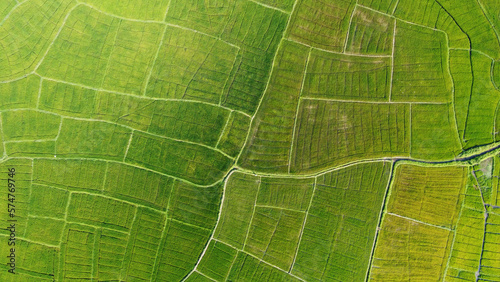 Aerial view of the green agricultural fields of rice and tea. Beautiful texture background for tourism, design and agro-industry. Tropical landscape in Asia