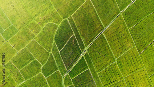 Aerial view of the green agricultural fields of rice and tea. Beautiful texture background for tourism, design and agro-industry. Tropical landscape in Asia