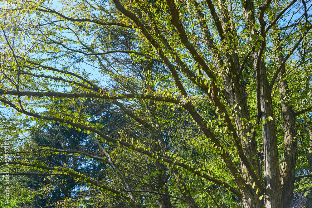Fototapeta premium spring park with young grass and trees
