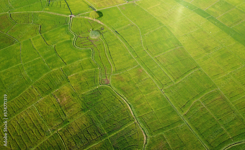 Aerial view of the green agricultural fields of rice and tea. Beautiful texture background for tourism, design and agro-industry. Tropical landscape in Asia
