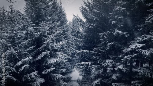 Slow snowing in pine wood