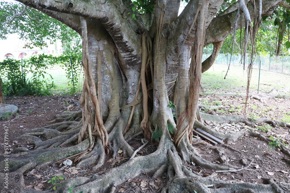 Tree trunk and root of Ficus macrophylla, Cuba Caribbean Tree trunk and root of Ficus macrophylla, Cuba Caribbean