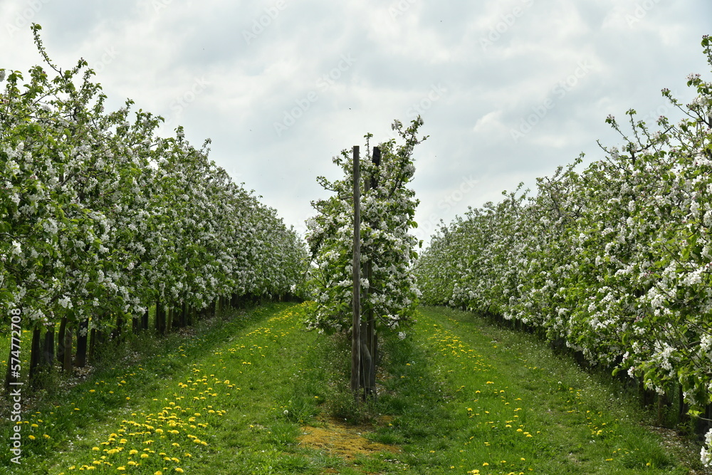 L'une des exploitations intensives de poiriers en fleur disposés en rangées dans les zones rurales de Berloz à l'ouest de Waremme 